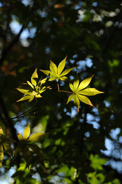 醉人的光照耀叶片