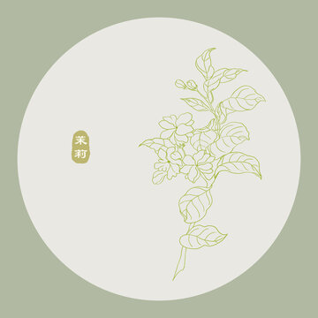 茉莉線描