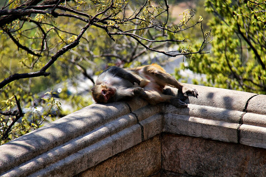 躺着休息的猴子