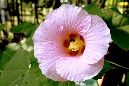 新芙蓉花品种锦蕊木芙蓉