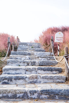 粉黛草石阶台阶