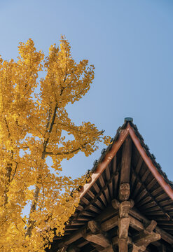 柳州灵泉寺银杏树榫卯结构屋檐