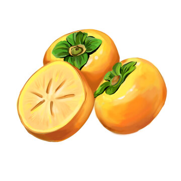 柿子插畫