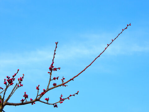 花开春天