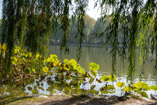 秋日湖边风景