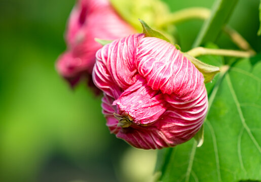 芙蓉花