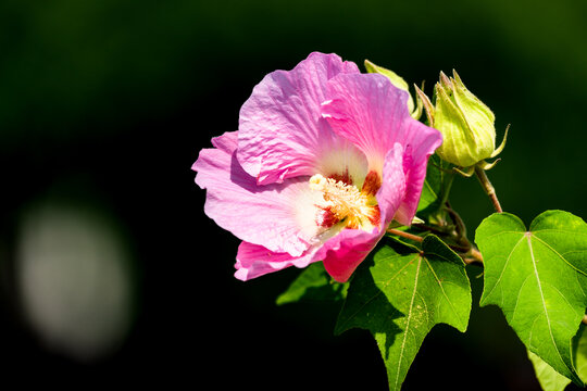 芙蓉花