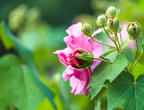 芙蓉花