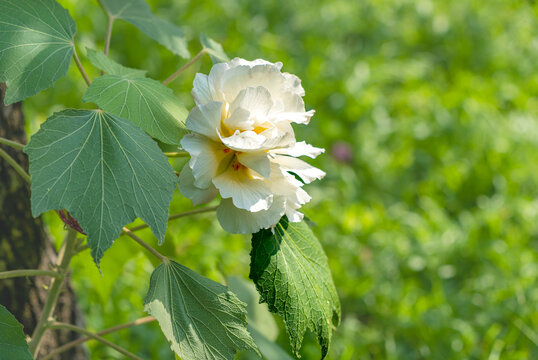 芙蓉花