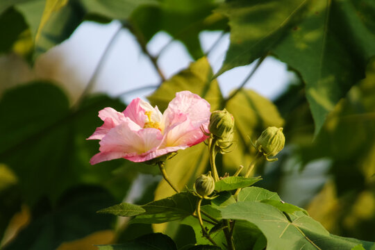 阳光照耀下的芙蓉花