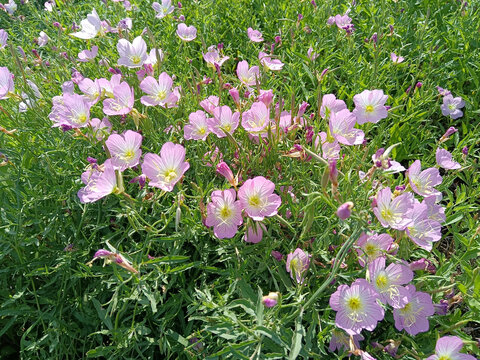 月见草花海