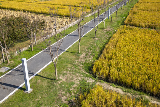 田野里的道路