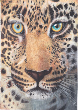 豹手绘彩铅装饰画