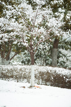 乡村积雪