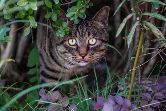 猫大眼