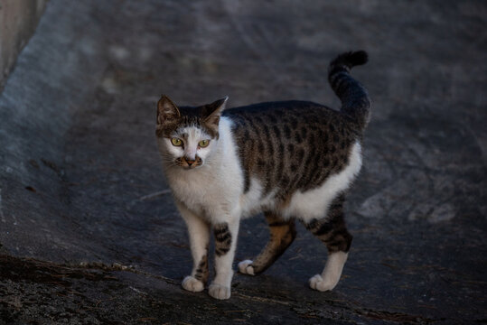 户外丑猫