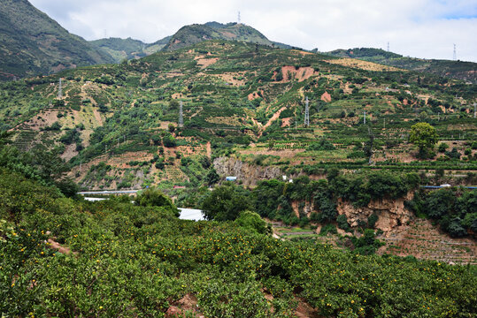 大山里的柑橘种植