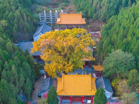 济南港沟淌豆寺千年银杏