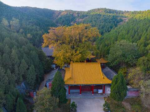 济南港沟淌豆寺千年银杏