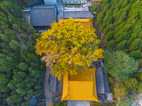 济南港沟淌豆寺千年银杏