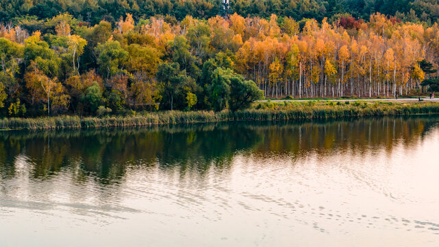 长春南湖公园白桦林风景