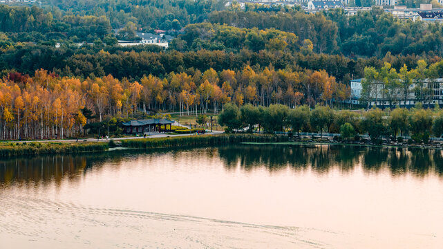 长春南湖公园白桦林风景