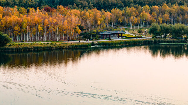 长春南湖公园白桦林秋季风景