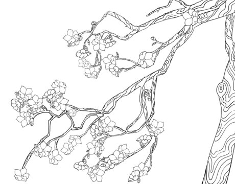 杏花樹桃花樹線稿線描