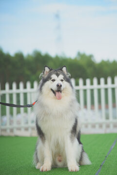 雪橇阿拉斯加犬