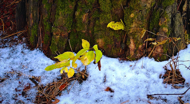 雪映绿叶