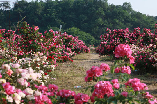 月季花开