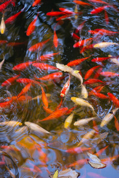 水中游动的红色鲤鱼