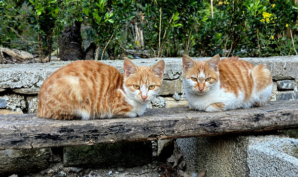 农家猫