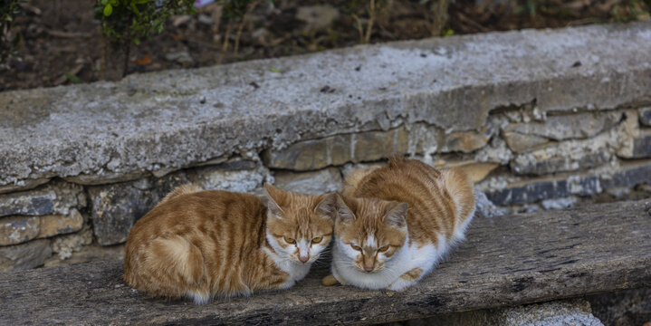 农家猫