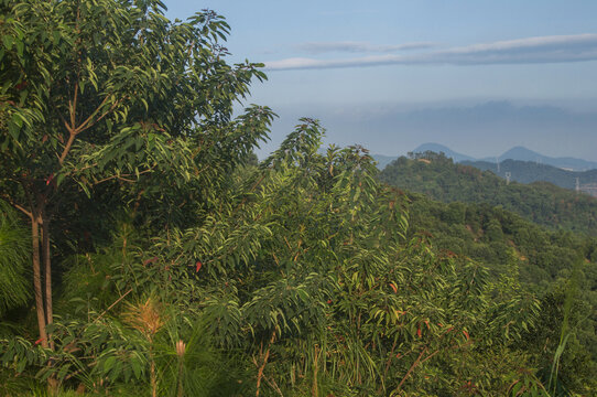 丘陵地理植被