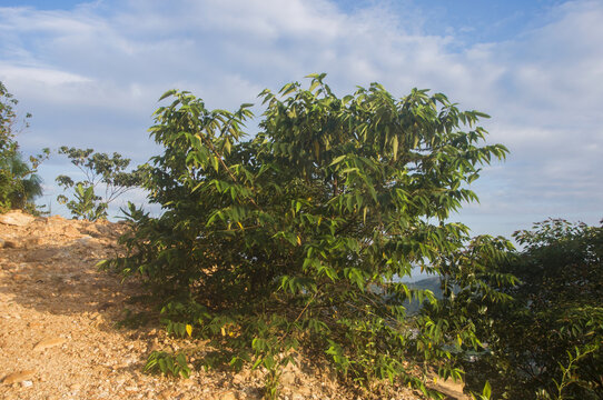 狭叶山黄麻植株