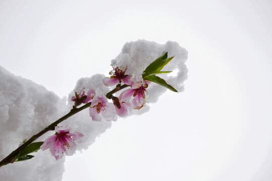 桃花雪