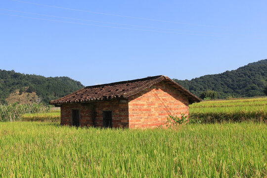 桂峰村秋天的稻田