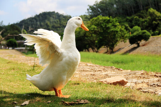 展翅的大白鸭