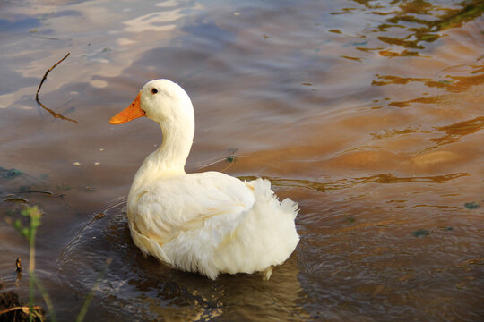 愉快玩水的白鸭