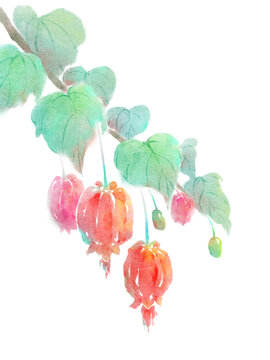燈籠花蔓性風(fēng)鈴花