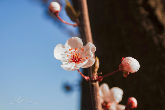 桃花特写