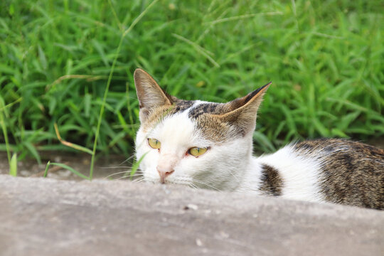 三花猫特写