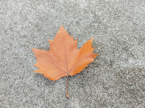 水泥地上的枫叶