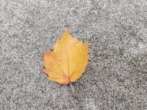 水泥地上的落叶