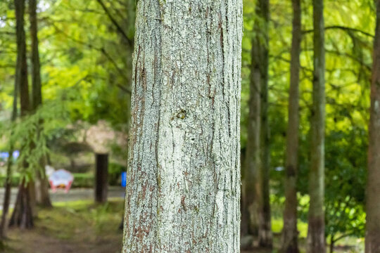 杉树的树木纹理