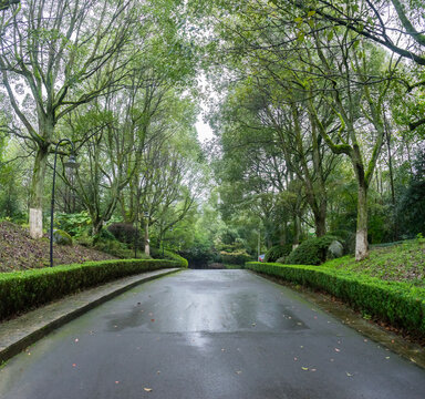 大树下的休闲道路