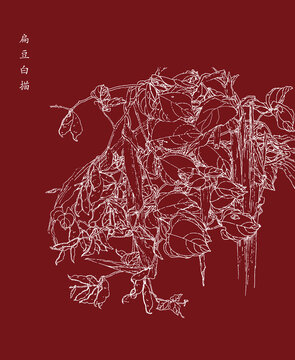 扁豆角白描