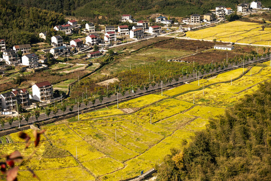 金色稻田