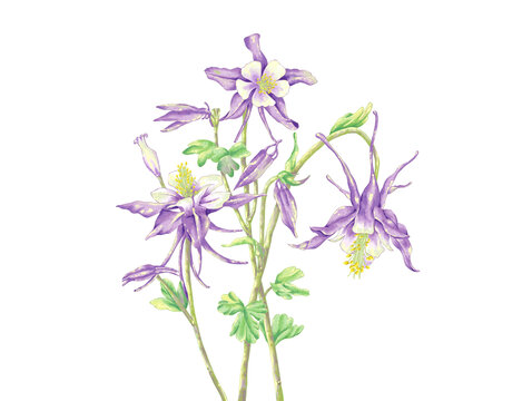 耬斗菜鮮花